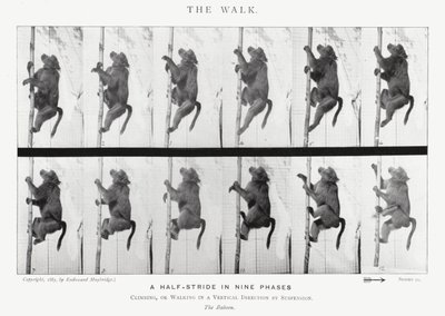 Eadweard Muybridge: The Walk (s/hvitt bilde) av Eadweard Muybridge