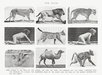 Eadweard Muybridge: The Walk (s/hvitt bilde) av Eadweard Muybridge