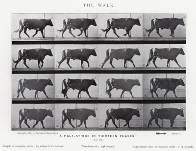 Eadweard Muybridge: The Walk (s/hvitt-bilde) av Eadweard Muybridge