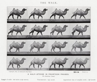 Eadweard Muybridge: The Walk (s/hvitt-bilde) av Eadweard Muybridge