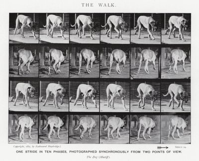 Eadweard Muybridge: The Walk (s/hvitt-bilde) av Eadweard Muybridge
