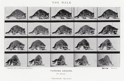 Eadweard Muybridge: The Walk (s/hvitt-bilde) av Eadweard Muybridge