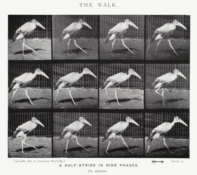 Eadweard Muybridge: The Walk (s/hvitt-bilde) av Eadweard Muybridge
