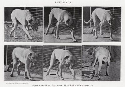 Eadweard Muybridge: The Walk (s/hvitt-bilde) av Eadweard Muybridge