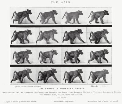 Eadweard Muybridge: The Walk (s/hvitt-bilde) av Eadweard Muybridge