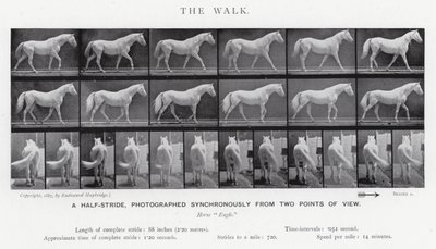 Eadweard Muybridge: The Walk (s/hvitt bilde) av Eadweard Muybridge