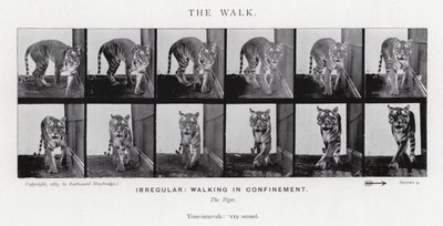 Eadweard Muybridge: The Walk (s/hvitt-bilde) av Eadweard Muybridge