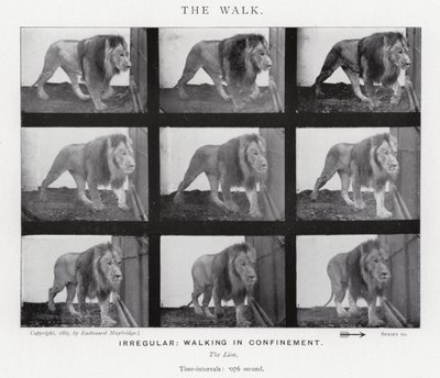 Eadweard Muybridge: The Walk (s/hvitt-bilde) av Eadweard Muybridge
