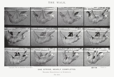 Eadweard Muybridge: The Walk (s/hvitt-bilde) av Eadweard Muybridge