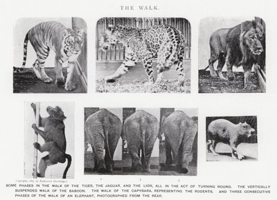 Eadweard Muybridge: The Walk (s/hvitt-bilde) av Eadweard Muybridge