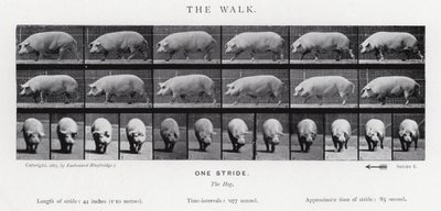 Eadweard Muybridge: The Walk av Eadweard Muybridge