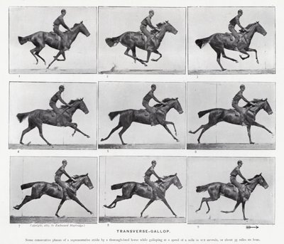 Eadweard Muybridge: Transverse-Gallop (s/hvitt-bilde) av Eadweard Muybridge