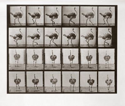 Strutsløping, plate 772 fra Animal Locomotion, 1887 av Eadweard Muybridge