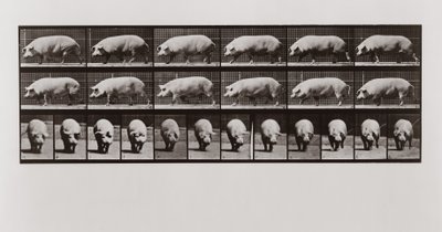 Grisevandring, plate 673 fra Animal Locomotion, 1887 av Eadweard Muybridge