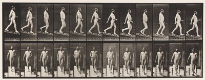 Plate 113. Descending Incline, 1 i 4, 1872-1885 av Eadweard Muybridge