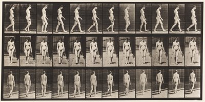 Plate 13. Vandrende, 1872-1885 av Eadweard Muybridge