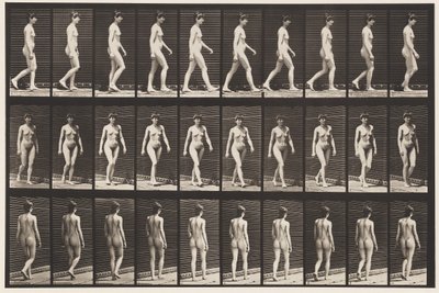 Plate 16. Vandrende, 1872-1885 av Eadweard Muybridge
