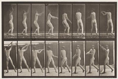 Plate 309. Kaste hammeren av Eadweard Muybridge