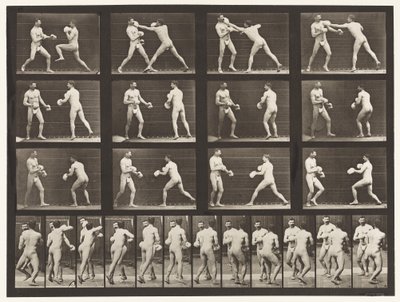 Plate 335. Boksing; Med hansker av Eadweard Muybridge