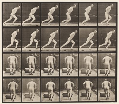 Plate 393. Pushing a Garden Roller, 1872-1885 av Eadweard Muybridge