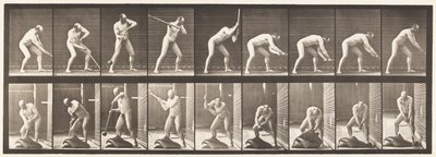 Tallerken 396. Dunkende med hammer av Eadweard Muybridge