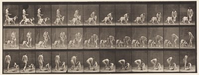 Tallerken 449. Mate en hund av Eadweard Muybridge