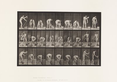 Plate 505. Muring av Eadweard Muybridge