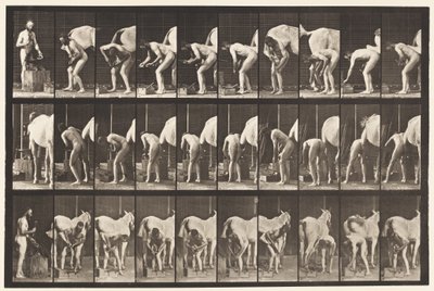 Plate 508. Skoe en hest av Eadweard Muybridge