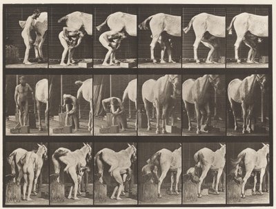 Plate 509. Skoe en hest av Eadweard Muybridge