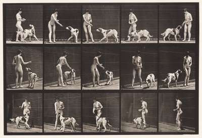 Tallerken 514. Mate en hund av Eadweard Muybridge