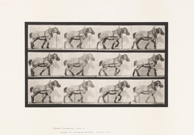 Plate 565.Hauling;Mørkegrå belgisk hest Dusel av Eadweard Muybridge
