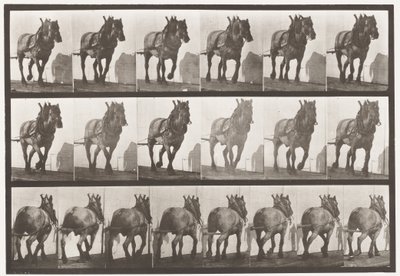 Plate 566.Hauling;Mørkegrå belgisk hest Dusel, 1885 av Eadweard Muybridge