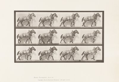 Plate 567.Hauling;Dark-Gray Belgian Horse Billy, 1885 av Eadweard Muybridge