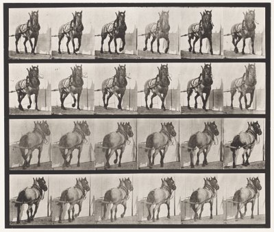 Plate 568. Hauling;Mørkegrå belgisk hest Billy av Eadweard Muybridge
