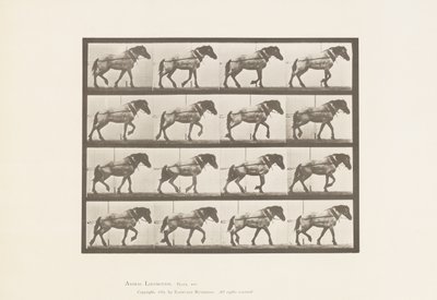 Plate 569.Hauling;Mørkegrå belgisk hest Hansel, 1885 av Eadweard Muybridge