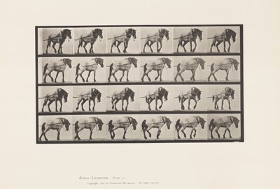 Plate 570.Hauling;Mørkegrå belgisk hest Hansel, 1885 av Eadweard Muybridge