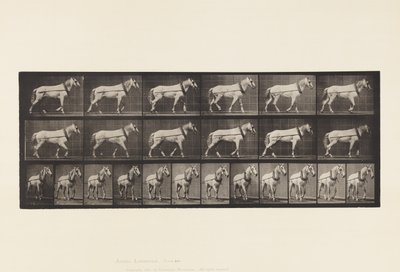 Plate 571.Hauling;Lysgrå Mare Johnson, 1885 av Eadweard Muybridge