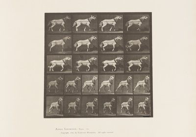 Plate 572.Hauling; Hodet blir trukket; Lys grå hoppe, 1885 av Eadweard Muybridge