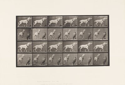 Plate 573. Hauling; Mann trekker i hodet; Lysgrå hoppe, 1885 av Eadweard Muybridge