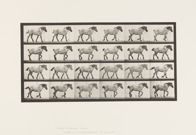 Plate 574.Gå; Gratis; Mørk-grå belgisk hest Hansel, 1885 av Eadweard Muybridge