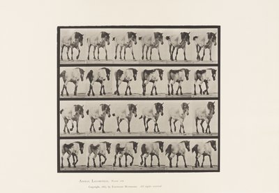 Plate 575.Gå; Gratis; Mørk-grå belgisk hest Hansel, 1885 av Eadweard Muybridge