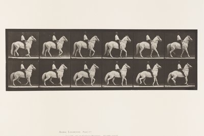 Plate 577.Gå; Sal; Uregelmessig; White Horse Clinton, 1885 av Eadweard Muybridge
