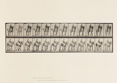 Plate 578.Gå; Bar rygg; Mørk-grå belgisk hest Dusel av Eadweard Muybridge
