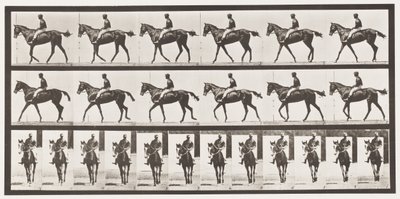 Plate 580.Gå; Sal; Fullblodsbukkhoppe Annie G., 1885 av Eadweard Muybridge