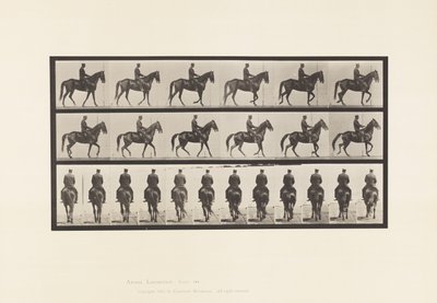Plate 584.Gå; Sal; Uregelmessig; Brown Mare Beauty, 1885 av Eadweard Muybridge