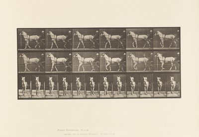 Plate 586.Gå; Sulky; Lys grå hoppe, Katydid, 1885 av Eadweard Muybridge