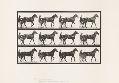 Plate 588.Gå; Sulky; Bay Horse Reuben, 1885 av Eadweard Muybridge