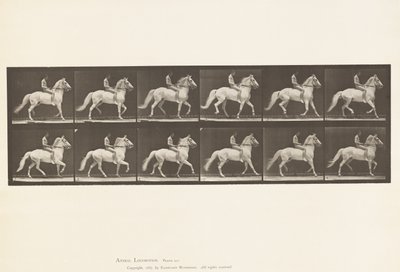 Plate 590.Ambling av Eadweard Muybridge