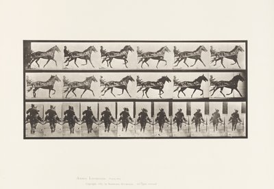 Plate 594. Rocking (Pacing): Sulky; Brun hest Pronto av Eadweard Muybridge