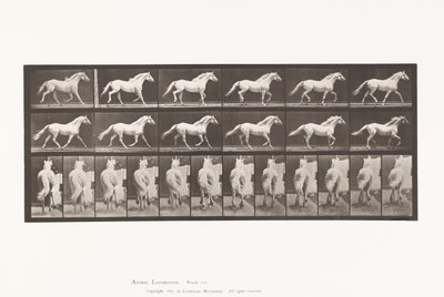 Plate 596. Trav; Gratis; Lysgrå hesteørn av Eadweard Muybridge